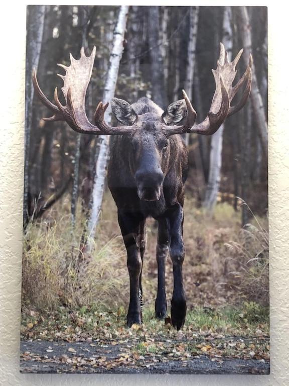 Appartamento The Moose Crossing Anchorage Esterno foto